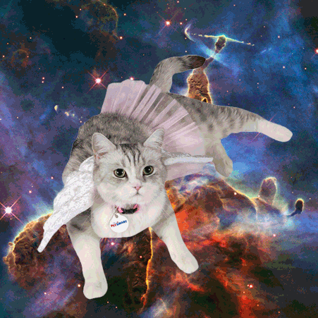 Space Cats (21 gifs)