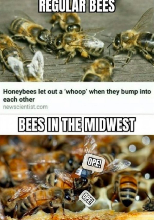 Midwest Memes (29 pics)