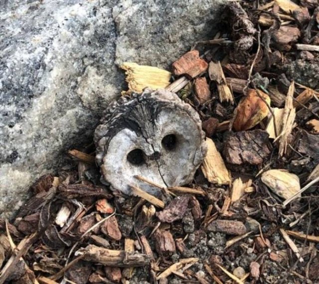 Unusual Things (18 pics)