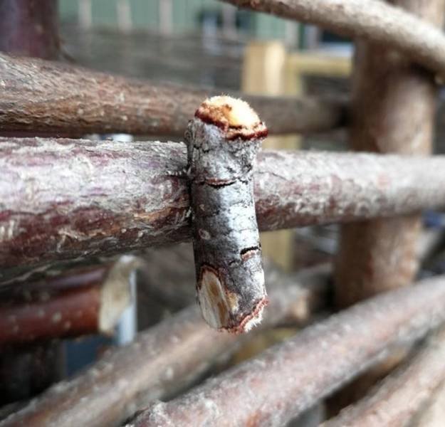 Unusual Things (18 pics)