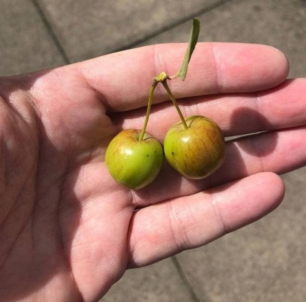 Unusual Things (18 pics)