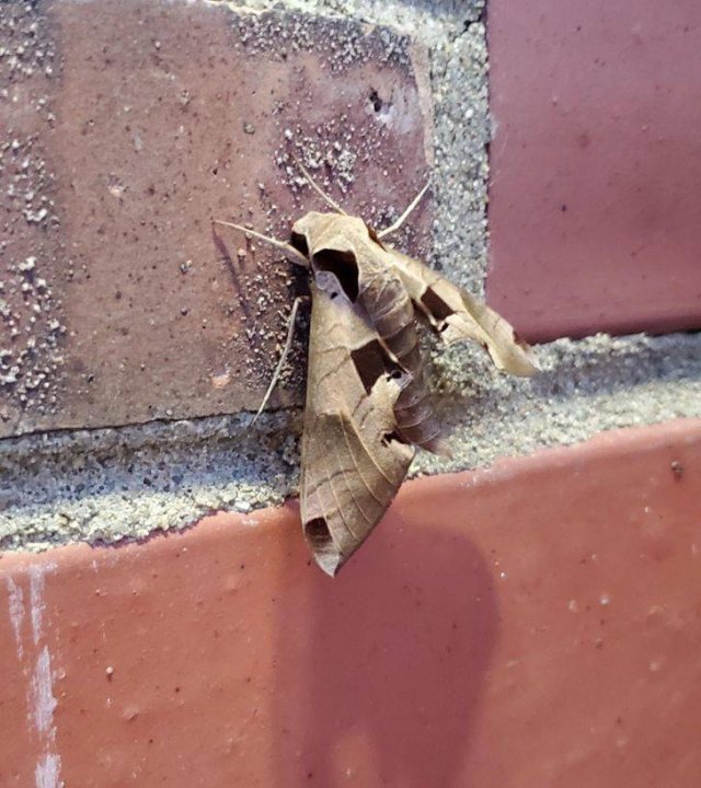 Unusual Things (18 pics)