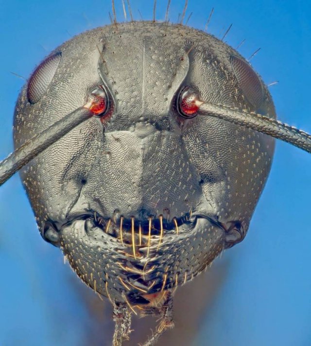 Awesome Pictures (50 pics)