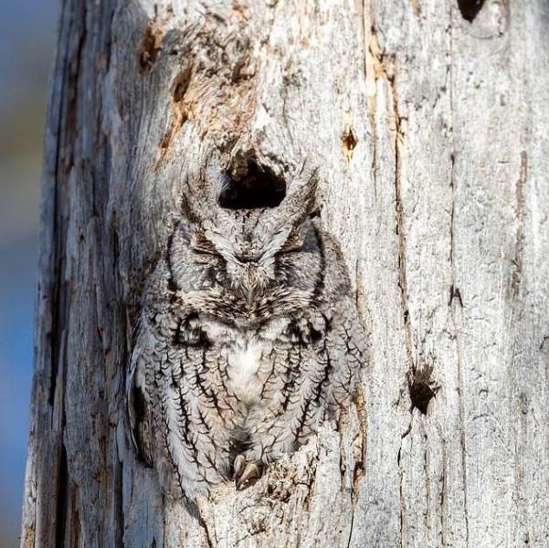 Awesome Pictures (50 pics)