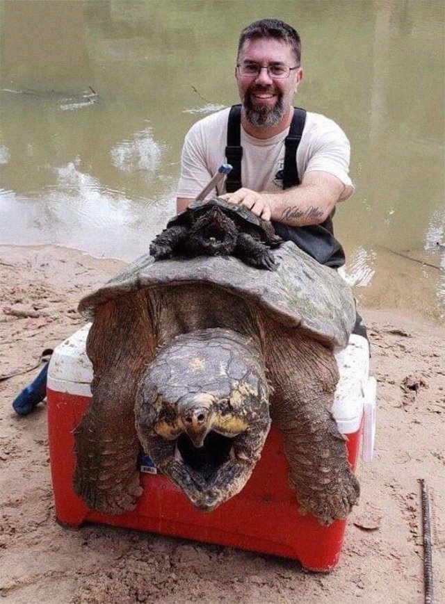Comparison Matters (37 pics)