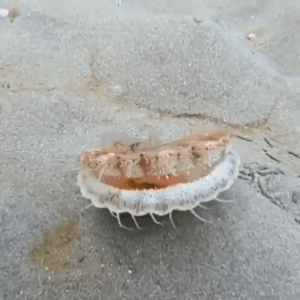 Amazing Things (23 pics)
