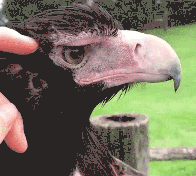 Amazing Things (23 pics)