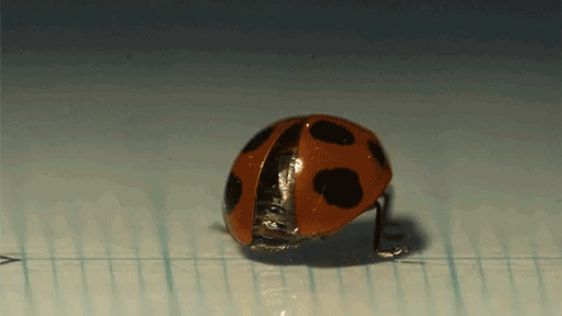Amazing Things (23 pics)