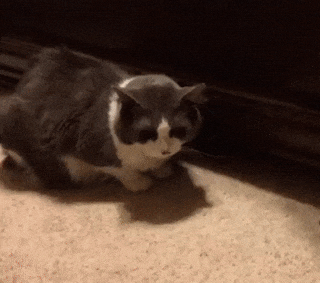 Acid Gifdump, September 29 (25 gifs)