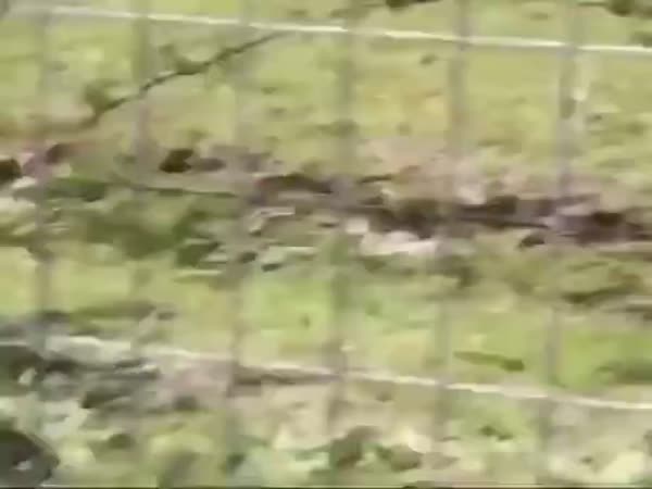 Australia: Where Even The Birds Try To Kill You