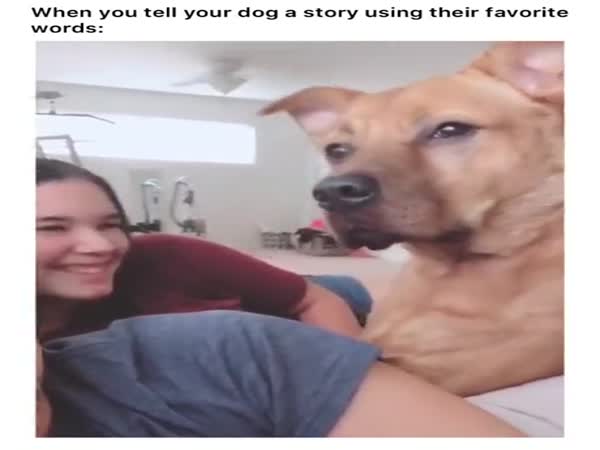 When You Tell Your Dog A Story