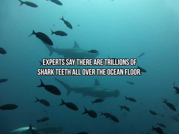 Shark Facts (24 pics)