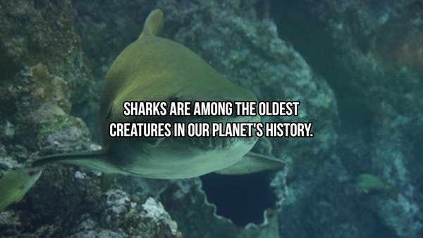Shark Facts (24 pics)