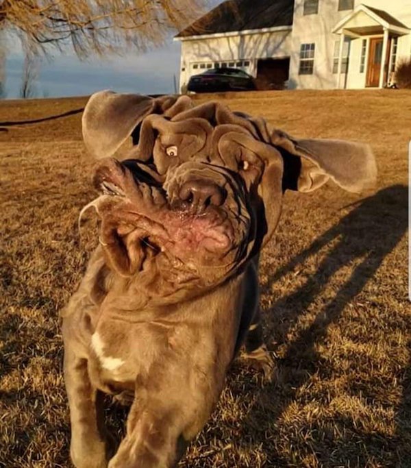 These Dogs Are Broken (31 pics)