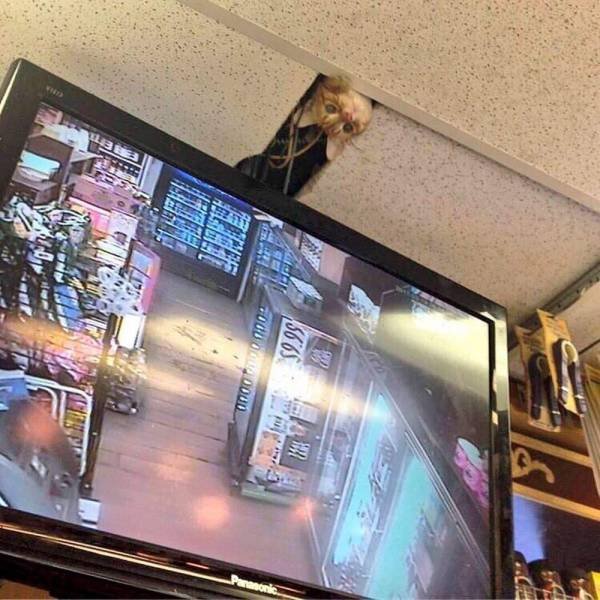 Acid Picdump. Part 1 (93 pics)