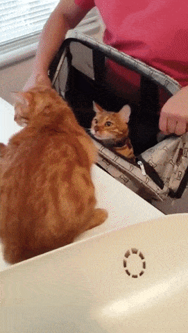 Acid Gifdump, September 30 (25 gifs)