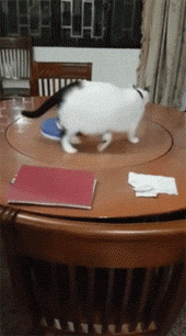 Acid Gifdump, September 30 (25 gifs)