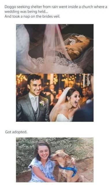 Wholesome Stories (37 pics)