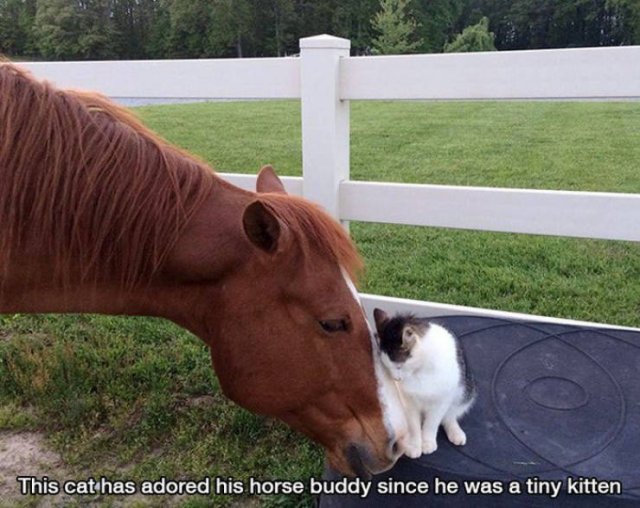 Wholesome Stories (37 pics)
