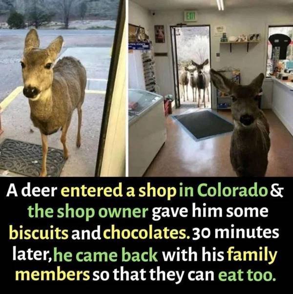 Wholesome Stories (37 pics)