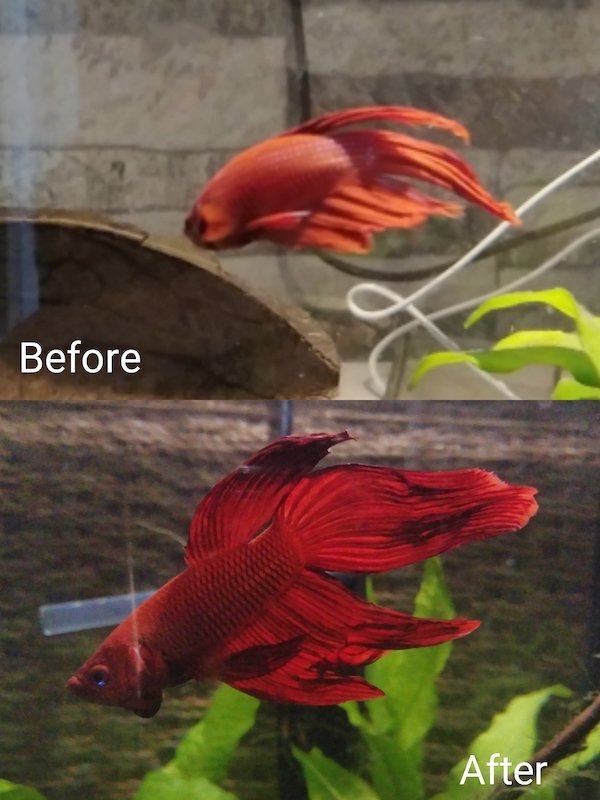 Pets Before And After Adoption (31 pics)
