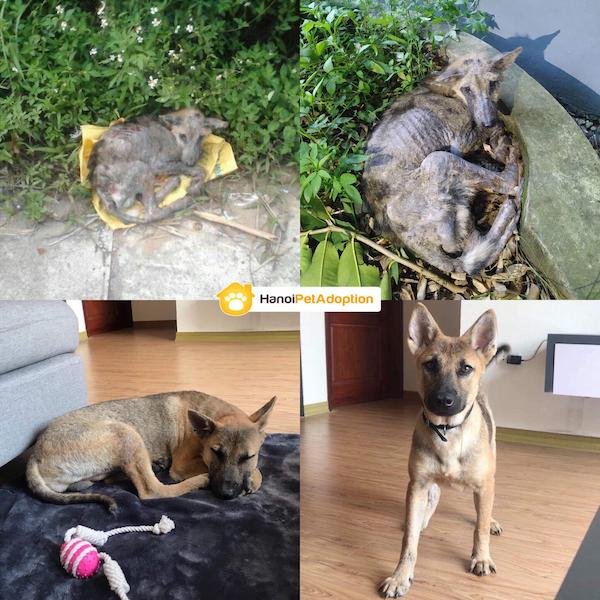 Pets Before And After Adoption (31 pics)