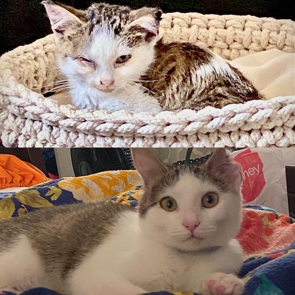 Pets Before And After Adoption (31 pics)