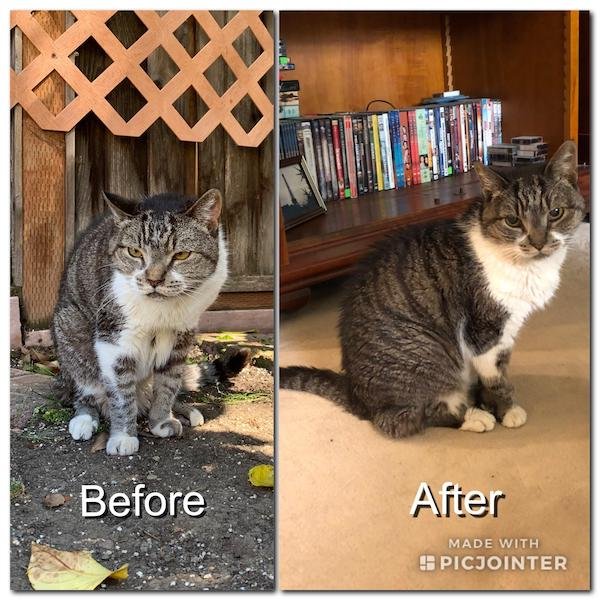 Pets Before And After Adoption (31 pics)