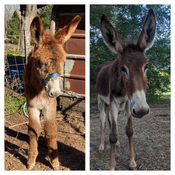 Pets Before And After Adoption (31 pics)