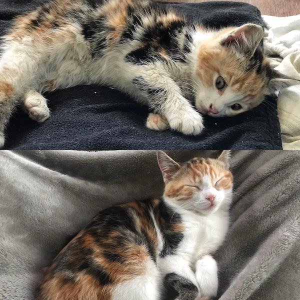 Pets Before And After Adoption (31 pics)