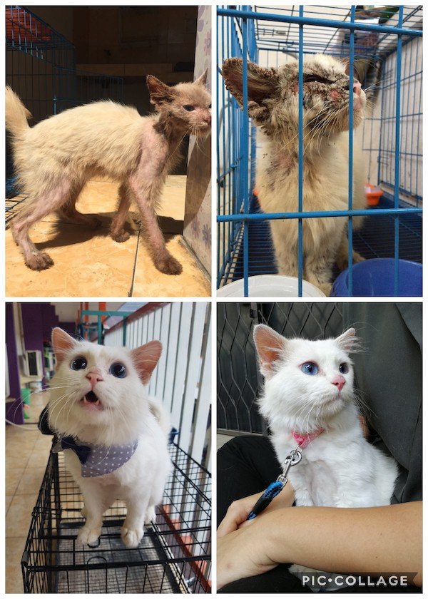 Pets Before And After Adoption (31 pics)