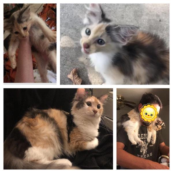 Pets Before And After Adoption (31 pics)