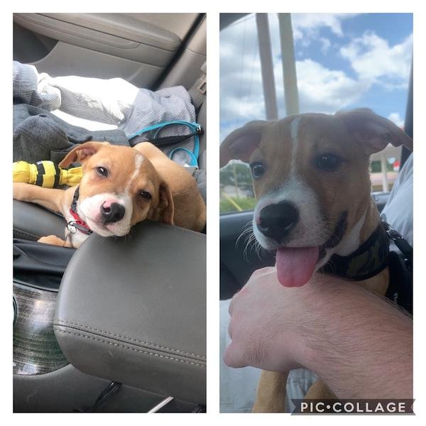 Pets Before And After Adoption (31 pics)