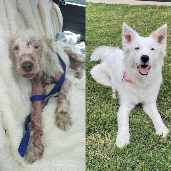Pets Before And After Adoption (31 pics)