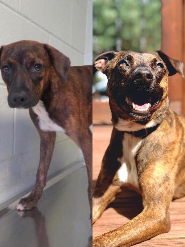 Pets Before And After Adoption (31 pics)
