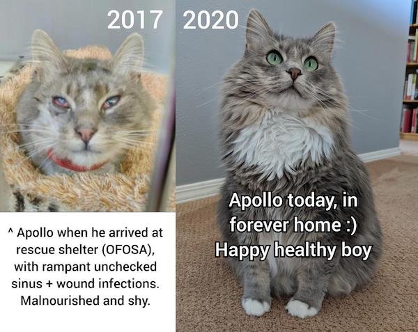 Pets Before And After Adoption (31 pics)