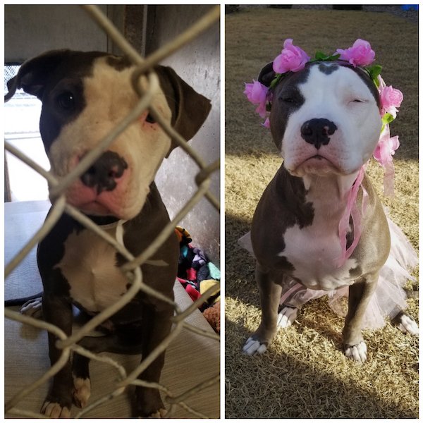 Pets Before And After Adoption (31 pics)