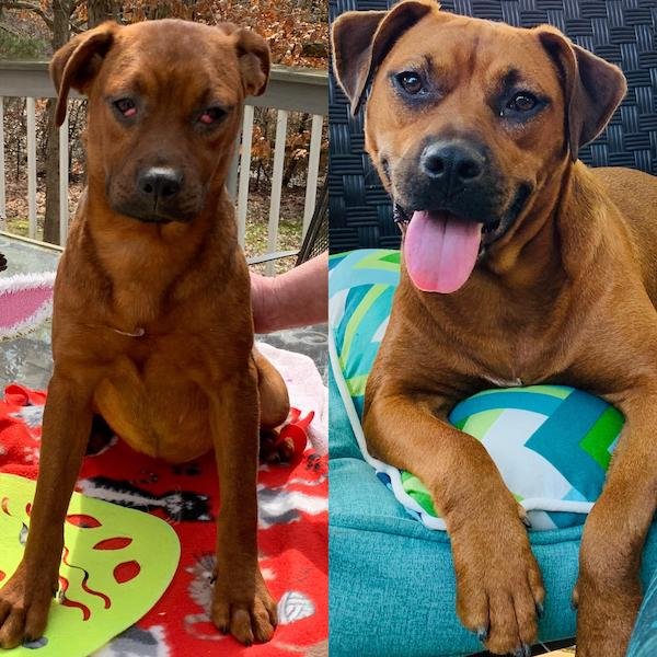 Pets Before And After Adoption (31 pics)