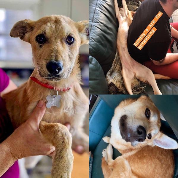Pets Before And After Adoption (31 pics)