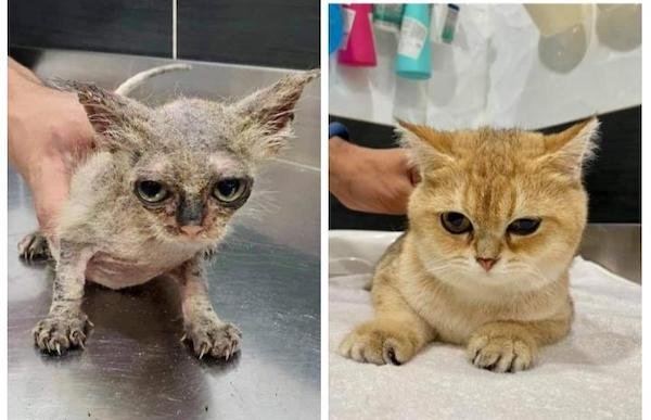 Pets Before And After Adoption (31 pics)