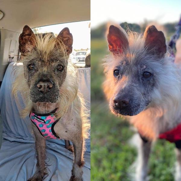 Pets Before And After Adoption (31 pics)