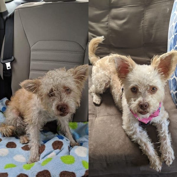 Pets Before And After Adoption (31 pics)