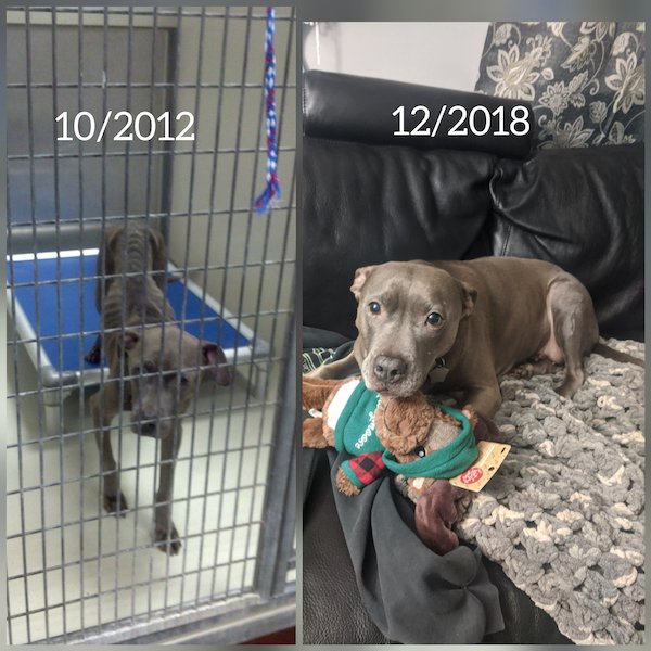 Pets Before And After Adoption (31 pics)