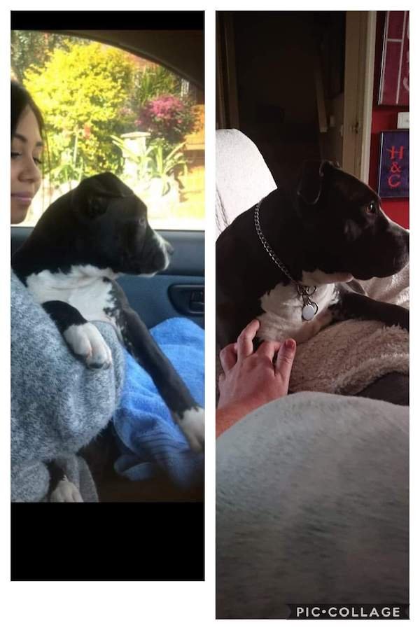 Pets Before And After Adoption (31 pics)