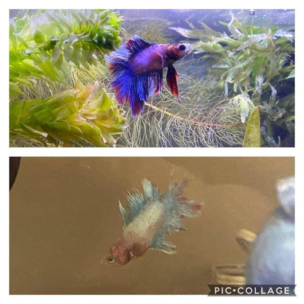 Pets Before And After Adoption (31 pics)
