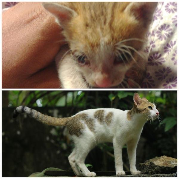 Pets Before And After Adoption (31 pics)