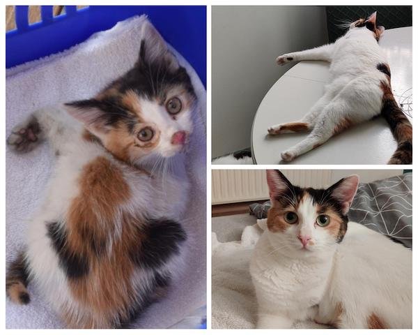 Pets Before And After Adoption (31 pics)