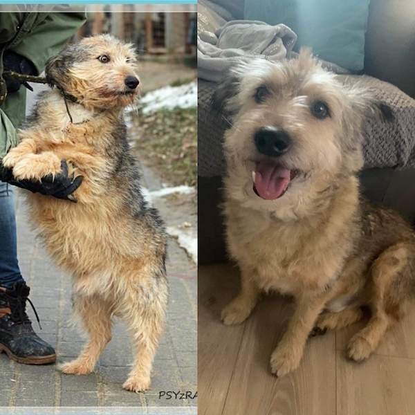 Pets Before And After Adoption (31 pics)