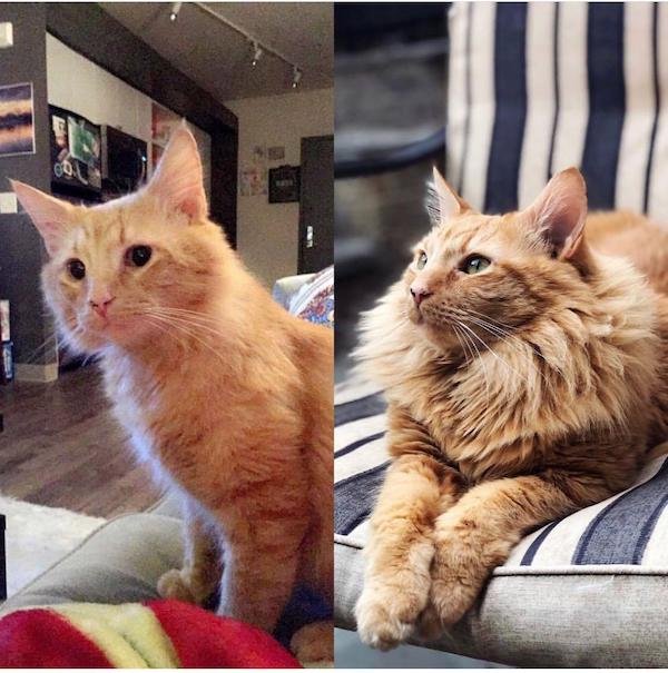 Pets Before And After Adoption (31 pics)