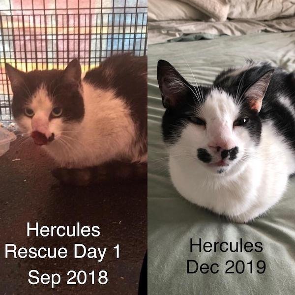 Pets Before And After Adoption (31 pics)